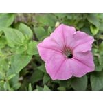 Zdjęcia użytkowników Huawei Mate 10 Pro Dual SIM