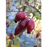 Zdjęcia użytkowników Huawei Mate 10 Pro Dual SIM