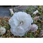 Zdjęcia użytkowników Huawei Mate 10 Pro Zdjęcia użytkowników Huawei Mate 10 Pro