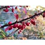 Zdjęcia użytkowników Huawei Mate 10 Pro Zdjęcia użytkowników Huawei Mate 10 Pro