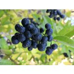 Zdjęcia użytkowników Huawei Mate 10 Pro Zdjęcia użytkowników Huawei Mate 10 Pro