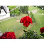 Zdjęcia użytkowników Huawei Mate 10 Pro Zdjęcia użytkowników Huawei Mate 10 Pro