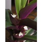 Zdjęcia użytkowników Huawei Mate 10 Pro Zdjęcia użytkowników Huawei Mate 10 Pro