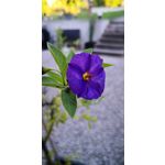 Zdjęcia użytkowników Huawei Mate 10 Pro Zdjęcia użytkowników Huawei Mate 10 Pro