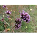 Zdjęcia użytkowników Huawei Mate 20 Lite