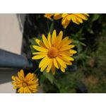 Zdjęcia użytkowników Huawei Mate 20 Lite