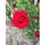 Zdjęcia użytkowników Huawei Mate 20 Lite
