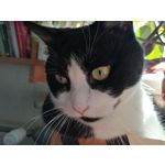 Zdjęcia użytkowników Huawei Mate 20 Lite