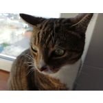 Zdjęcia użytkowników Huawei Mate 20 Lite