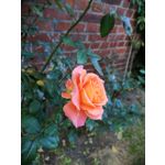 Zdjęcia użytkowników Huawei Mate 20 Lite