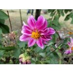 Zdjęcia użytkowników Huawei Mate 20 Lite