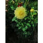 Zdjęcia użytkowników Huawei Mate 20 Lite