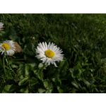 Zdjęcia użytkowników Huawei Mate 20 Lite