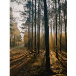 Zdjęcia użytkowników Huawei Mate 20 Lite