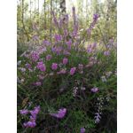 Zdjęcia użytkowników Huawei Mate 20 Lite