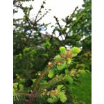 Zdjęcia użytkowników Huawei Mate 20 Lite