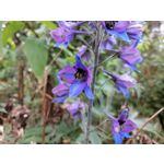 Zdjęcia użytkowników Huawei Mate 20 Lite
