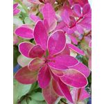 Zdjęcia użytkowników Huawei Mate 20 Pro Zdjęcia użytkowników Huawei Mate 20 Pro