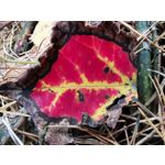 Zdjęcia użytkowników Huawei Mate 20 Pro Zdjęcia użytkowników Huawei Mate 20 Pro