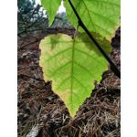 Zdjęcia użytkowników Huawei Mate 20 Pro Zdjęcia użytkowników Huawei Mate 20 Pro