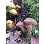 Zdjęcia użytkowników Huawei Mate 20 Pro Zdjęcia użytkowników Huawei Mate 20 Pro