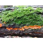 Zdjęcia użytkowników Huawei Mate 20 Pro Zdjęcia użytkowników Huawei Mate 20 Pro