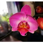 Zdjęcia użytkowników Huawei Mate 20 Pro Zdjęcia użytkowników Huawei Mate 20 Pro