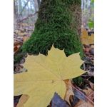 Zdjęcia użytkowników Huawei Mate 20 Pro Zdjęcia użytkowników Huawei Mate 20 Pro