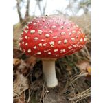 Zdjęcia użytkowników Huawei Mate 20 Pro Zdjęcia użytkowników Huawei Mate 20 Pro