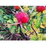 Zdjęcia użytkowników Huawei Mate 20 Pro Zdjęcia użytkowników Huawei Mate 20 Pro