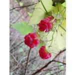 Zdjęcia użytkowników Huawei Mate 20 Pro Zdjęcia użytkowników Huawei Mate 20 Pro