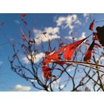 Zdjęcia użytkowników Huawei Mate 20 Pro Zdjęcia użytkowników Huawei Mate 20 Pro