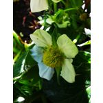 Zdjęcia użytkowników Huawei Mate 20 Pro Zdjęcia użytkowników Huawei Mate 20 Pro