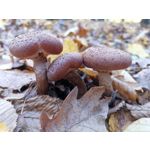 Zdjęcia użytkowników Huawei Mate 20 Pro Zdjęcia użytkowników Huawei Mate 20 Pro