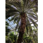 Zdjęcia użytkowników Huawei Mate 20 X 5G