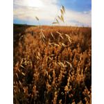 Zdjęcia użytkowników Huawei Mate 20 X