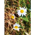 Zdjęcia użytkowników Huawei Mate 20 X
