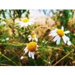 Zdjęcia użytkowników Huawei Mate 20 X