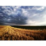 Zdjęcia użytkowników Huawei Mate 20 X