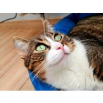 Zdjęcia użytkowników Huawei Mate 20 X