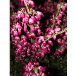 Zdjęcia użytkowników Huawei Mate 20