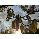 Zdjęcia użytkowników Huawei Mate 20