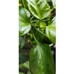 Zdjęcia użytkowników Huawei Mate 20