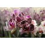 Zdjęcia użytkowników Huawei Mate 40 Pro