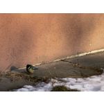 Zdjęcia użytkowników Huawei Mate 40 Pro