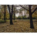 Zdjęcia użytkowników Huawei Mate 40 Pro