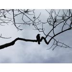 Zdjęcia użytkowników Huawei Mate 40 Pro