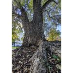 Zdjęcia użytkowników Huawei Mate 40 Pro