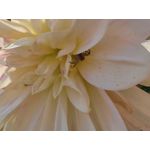 Zdjęcia użytkowników Huawei Mate 50 Pro