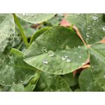 Zdjęcia użytkowników Huawei Mate 50 Pro